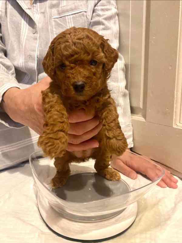 Barevní mini toy pudlíci k adopci - foto 4