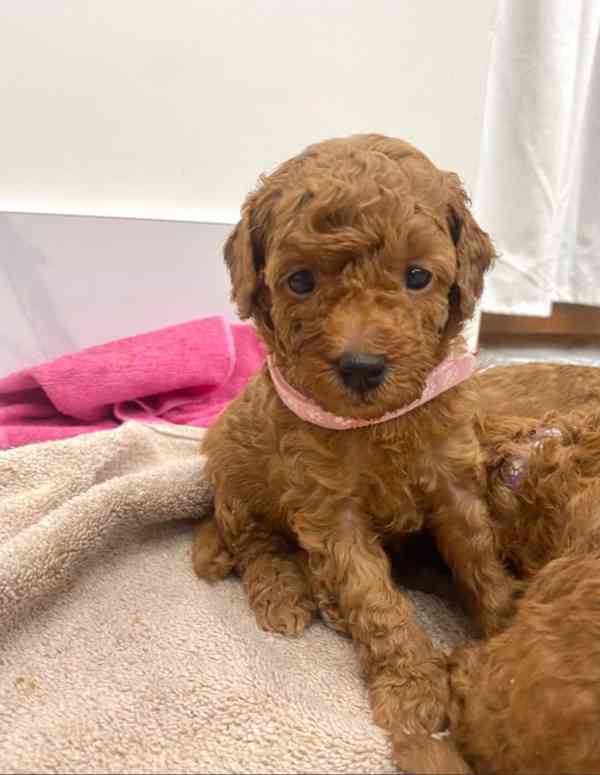 Barevní mini toy pudlíci k adopci - foto 3