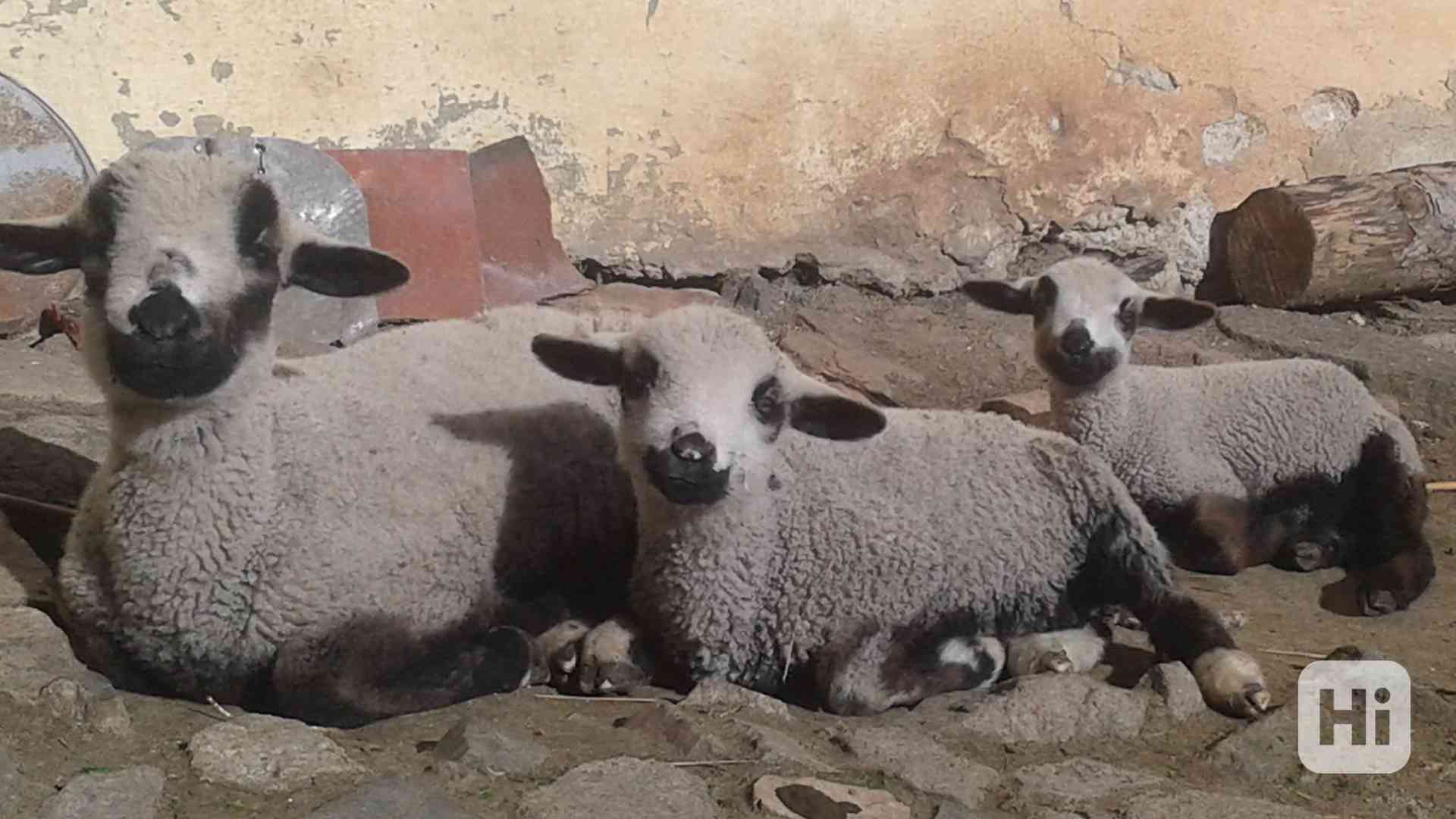 Jehňata : beránek + jehničky REZERVACE do 8.5. 26 - foto 1