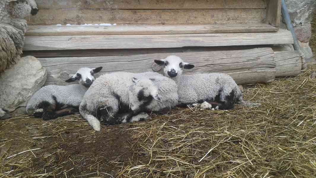 Jehňata : beránek + jehničky REZERVACE do 8.5. 26 - foto 2