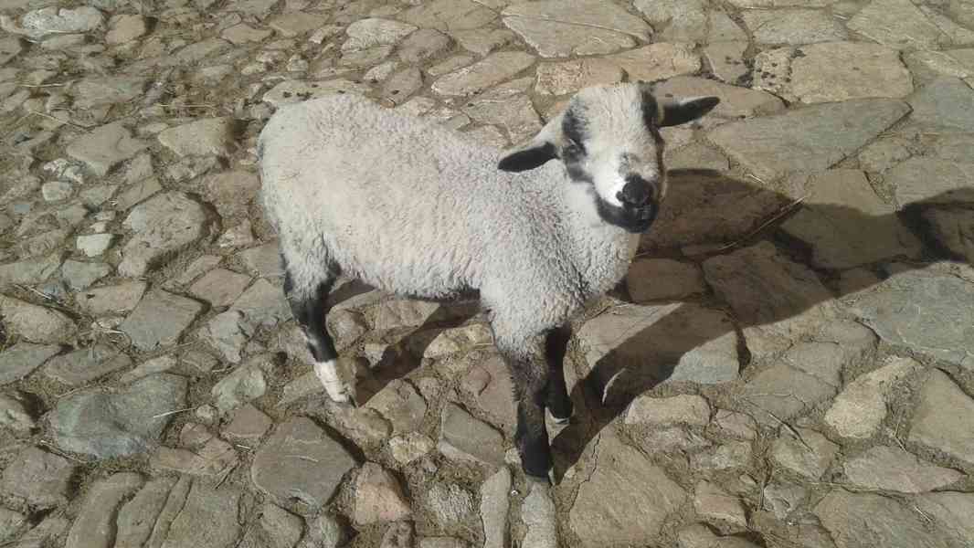 Jehňata : beránek + jehničky REZERVACE do 8.5. 26 - foto 3