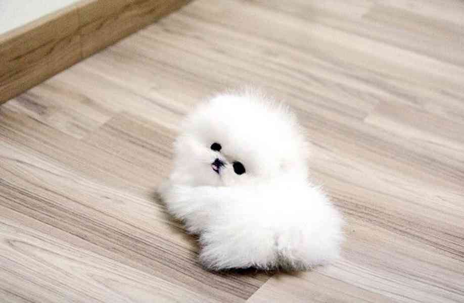 Krásná štěňata pomeranského - foto 1