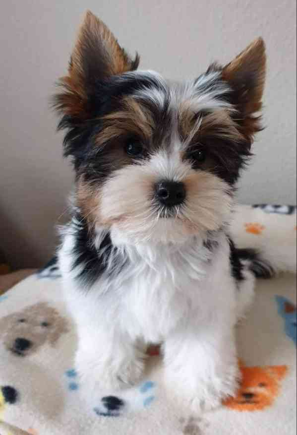 Jorkšírský terier štěňátka k dispozici - foto 2