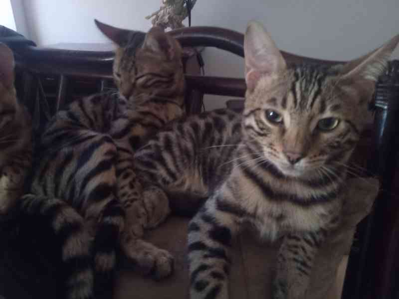 Bengalsky kocour s PP - foto 3