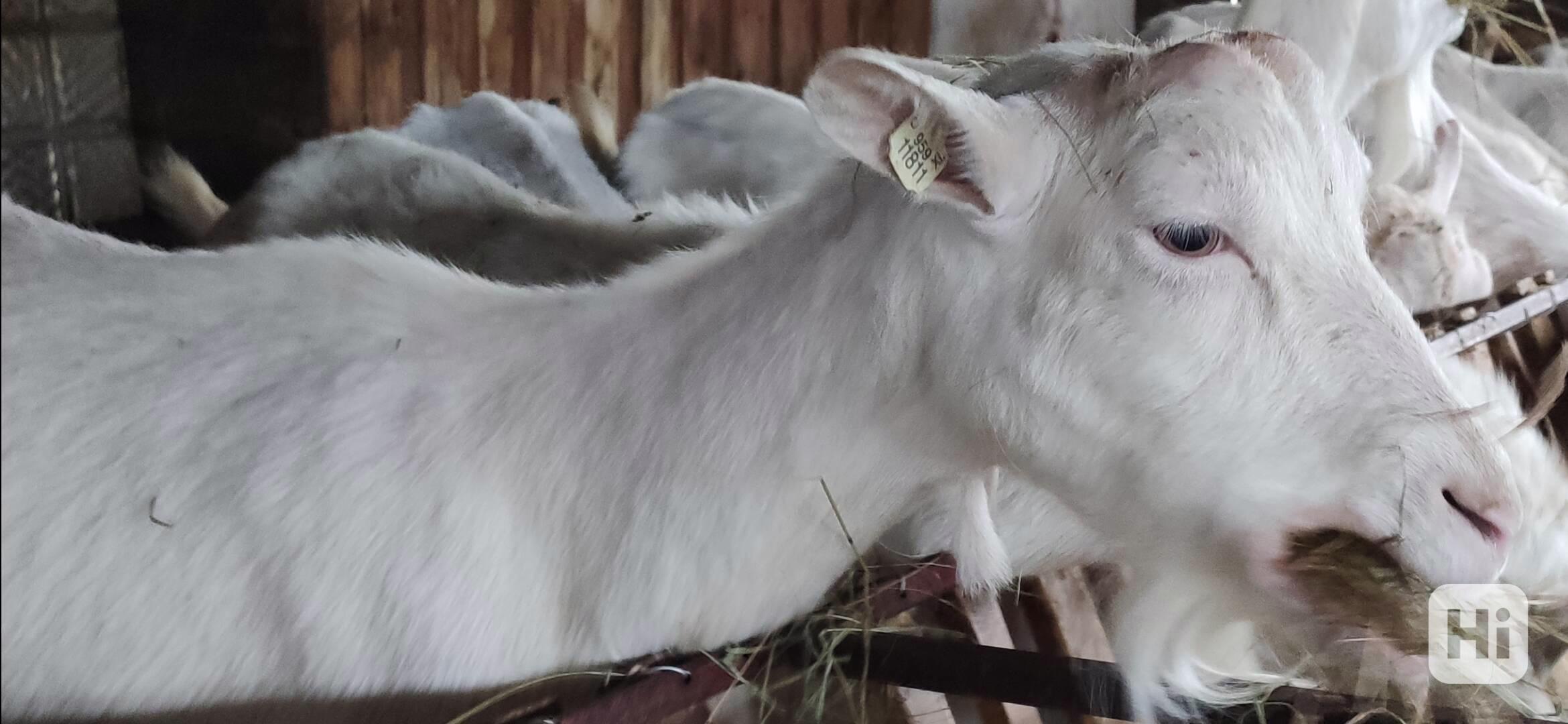 PLEMENNÉ KOZY BÍLÉ KRÁTKOSRSTÉ-BIO CHOV-CELÉ KNOW HOW - foto 1