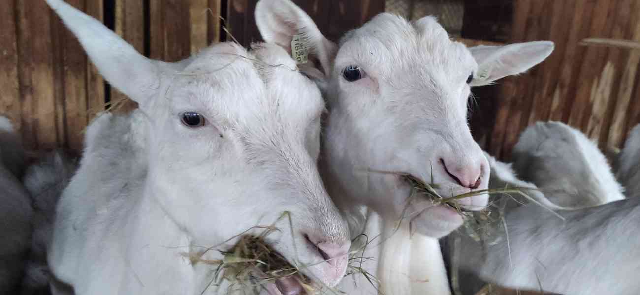 PLEMENNÉ KOZY BÍLÉ KRÁTKOSRSTÉ-BIO CHOV-CELÉ KNOW HOW - foto 3