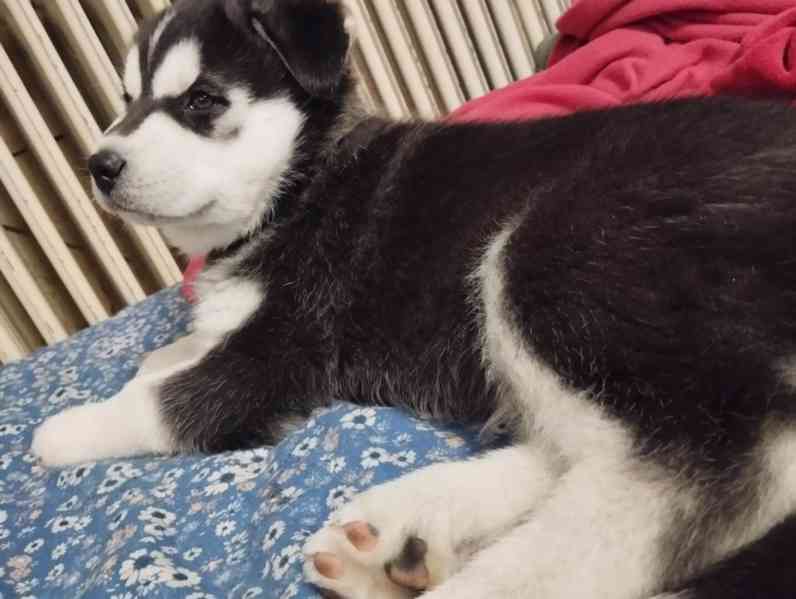 Štěňata husky  - foto 10