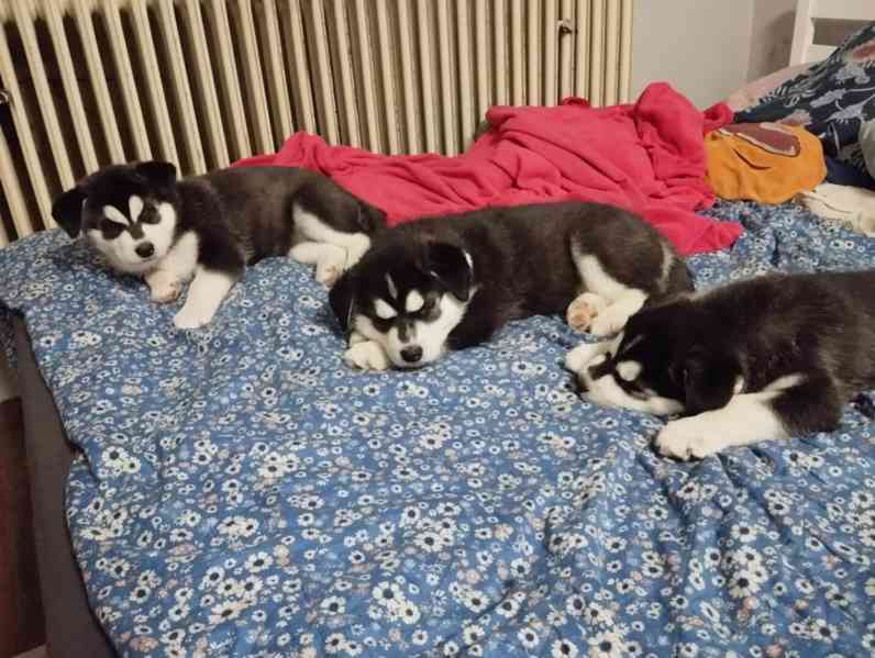 Štěňata husky  - foto 11