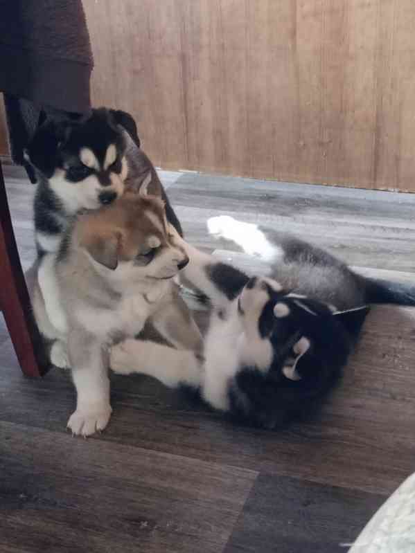 Štěňata husky  - foto 4