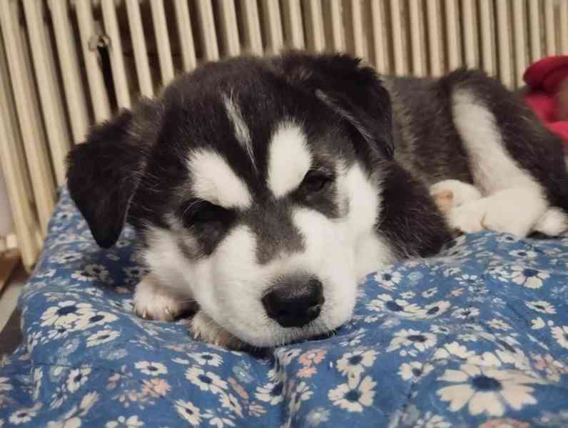 Štěňata husky  - foto 9