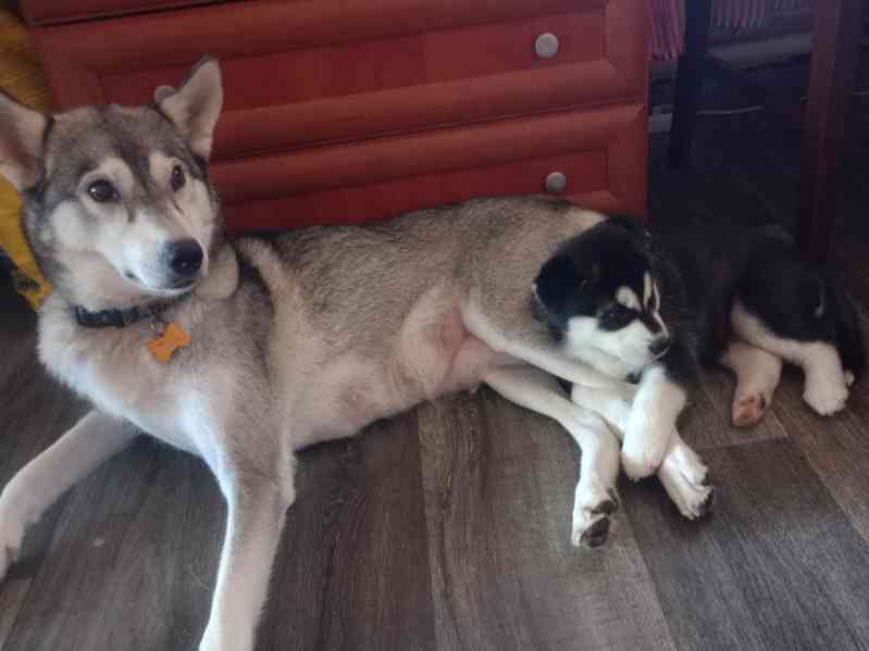 Štěňata husky  - foto 7