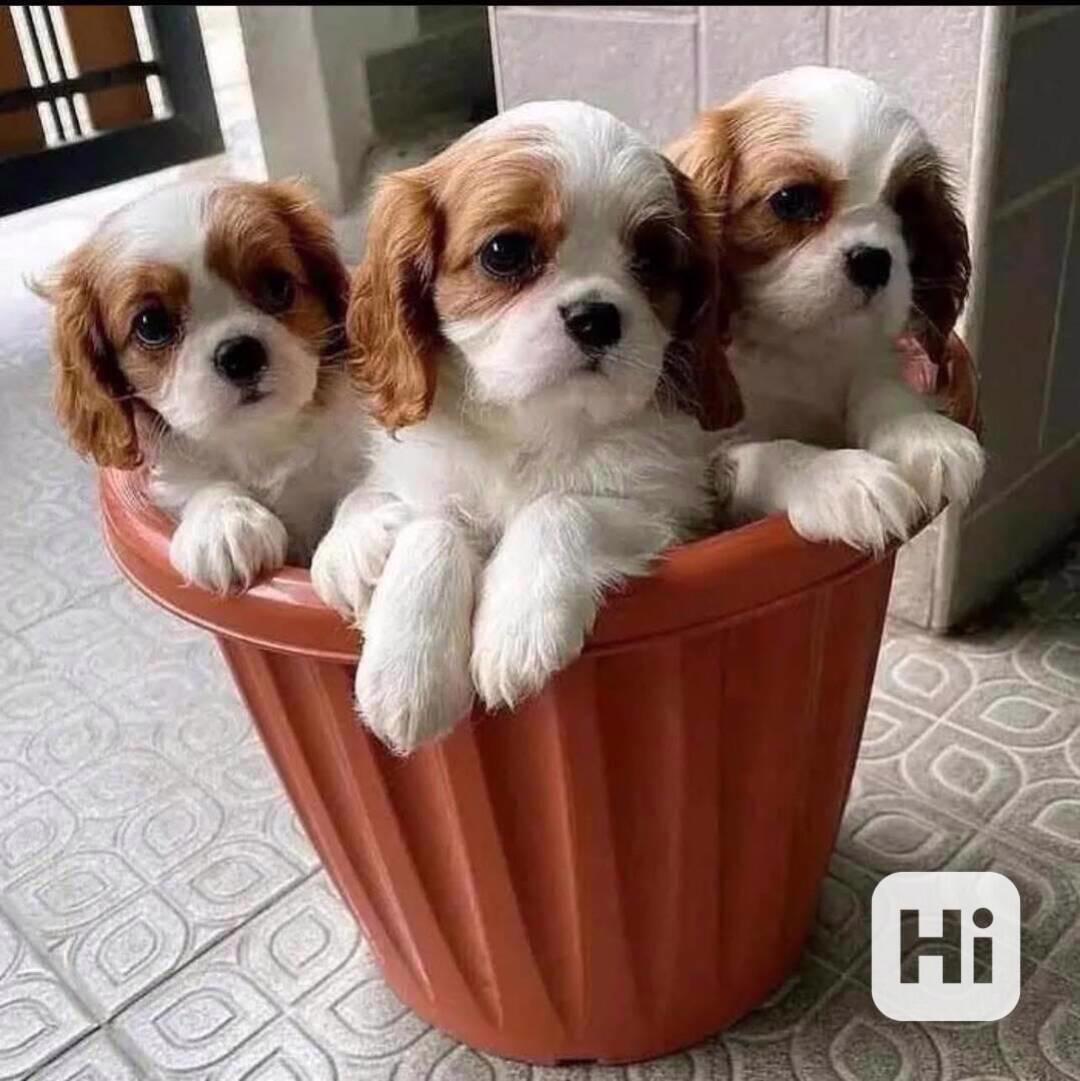 👑🐶 Štěňata kavalírského king charles španěla k dispozici! - foto 1