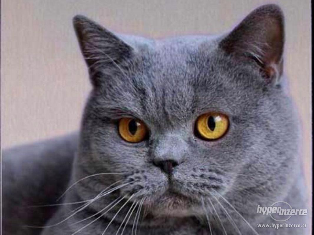 Luxusní hliníková cedule Britská kočka - foto 1