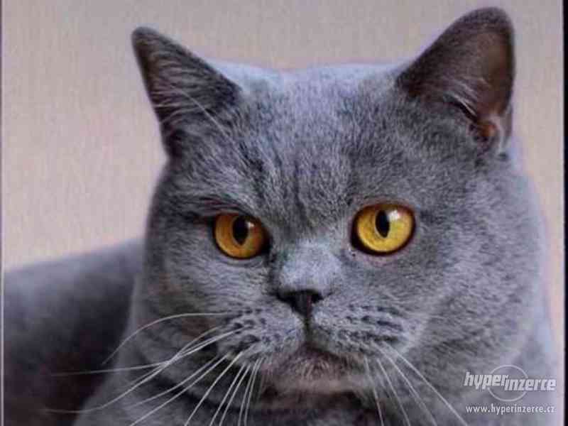 Luxusní hliníková cedule Britská kočka - foto 1