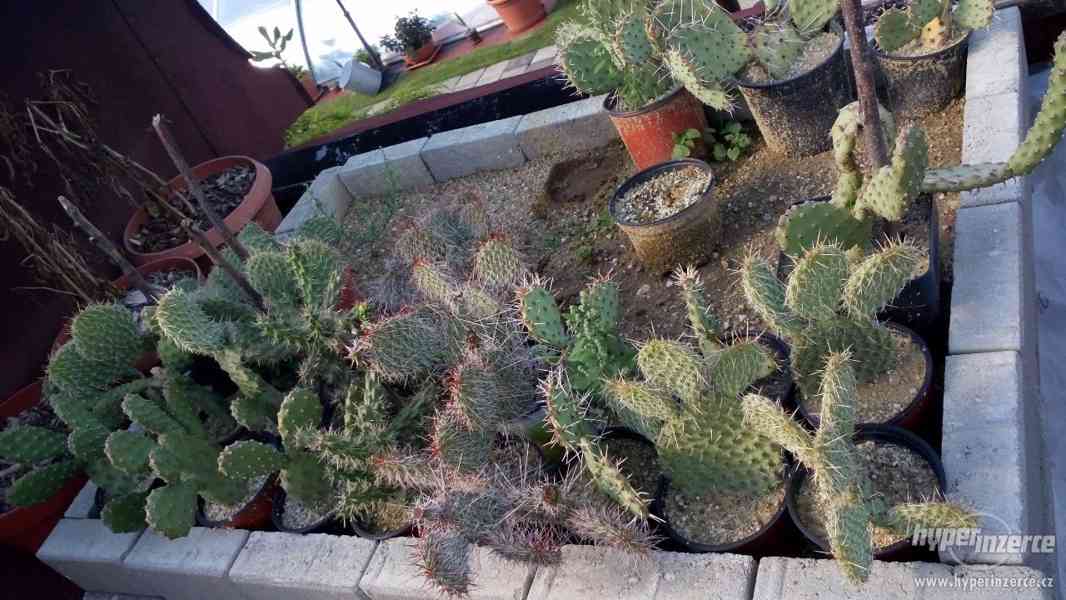 Mrazuvzdorné Kaktusy - foto 1