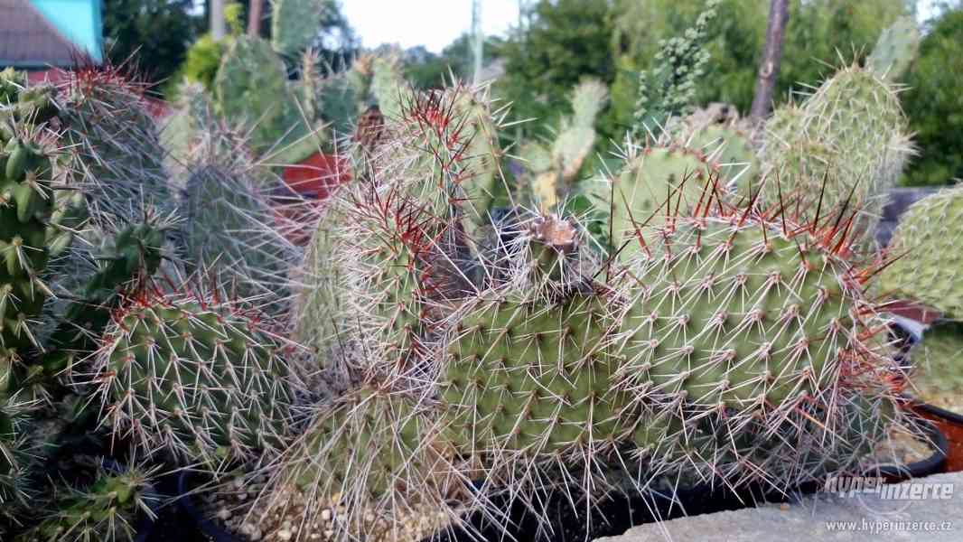 Mrazuvzdorné Kaktusy - foto 2