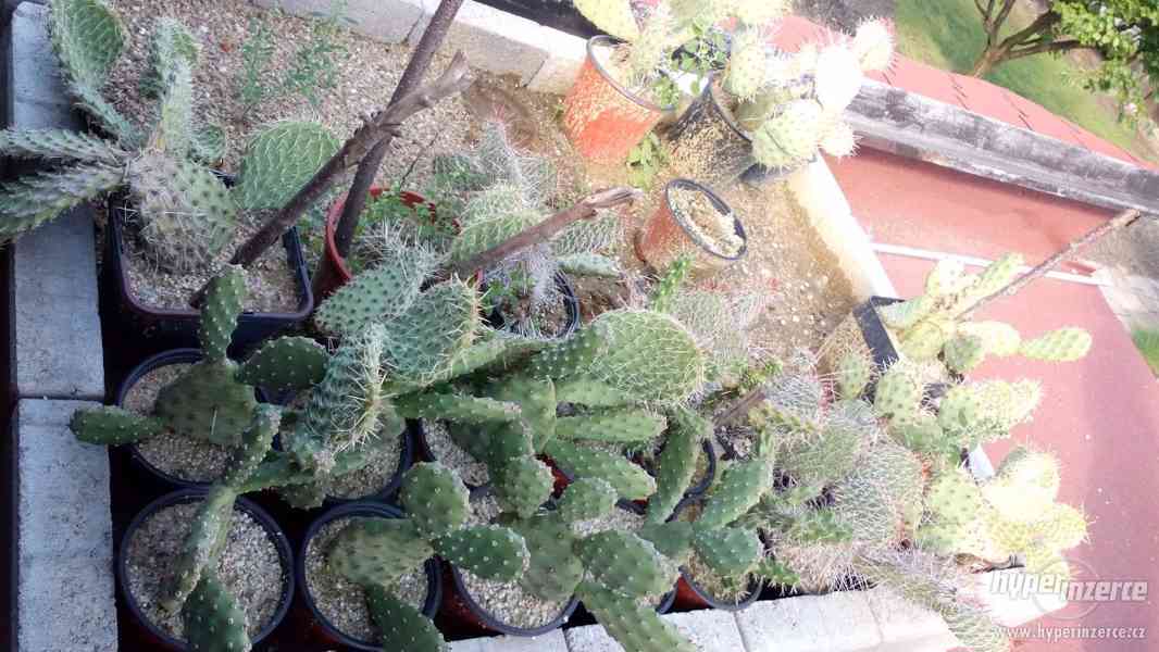 Mrazuvzdorné Kaktusy - foto 3