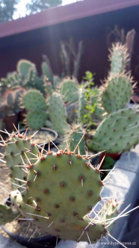 Mrazuvzdorné Kaktusy - foto 4