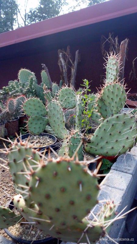 Mrazuvzdorné Kaktusy - foto 6