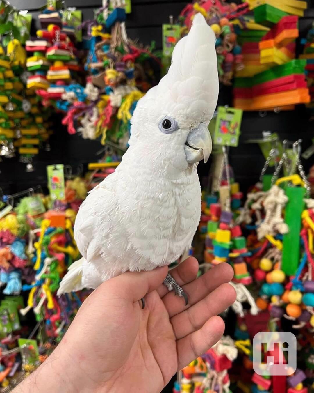 Prodej kakaduů - foto 1