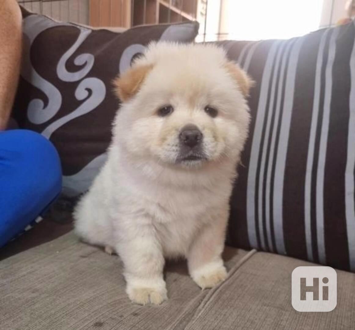 K dispozici okouzlující štěňata čau-čau - foto 1