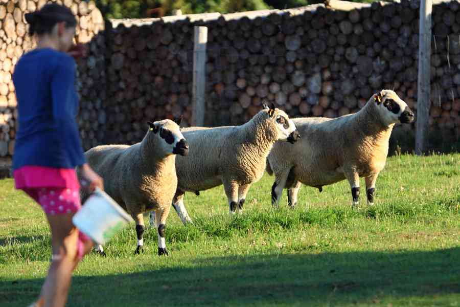 Prodám ovce Kerry Hill - foto 2