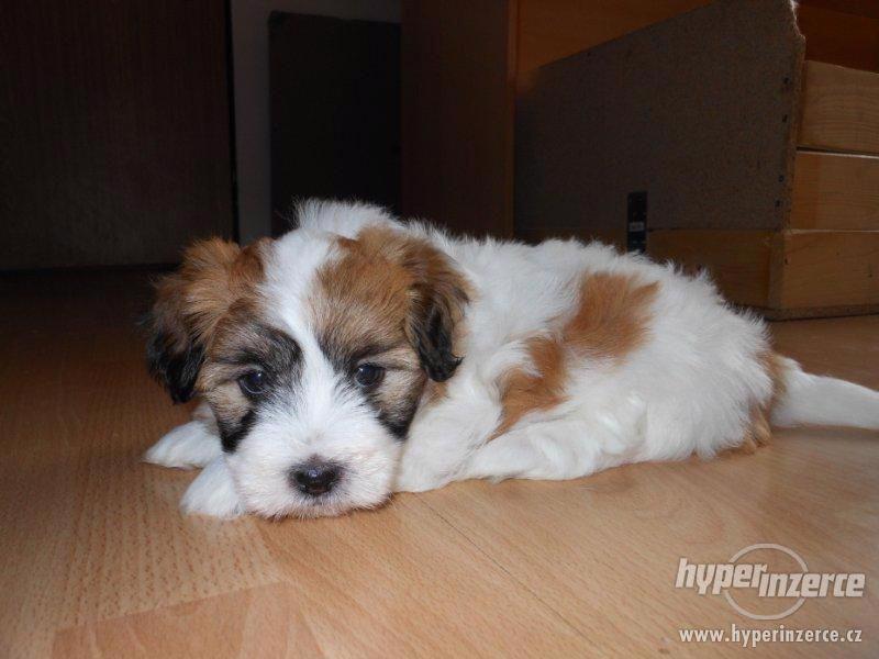 Coton de Tulear - foto 1