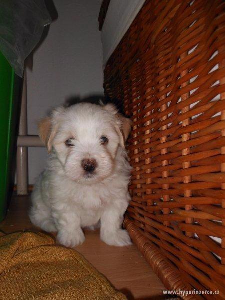 Coton de Tulear - foto 2