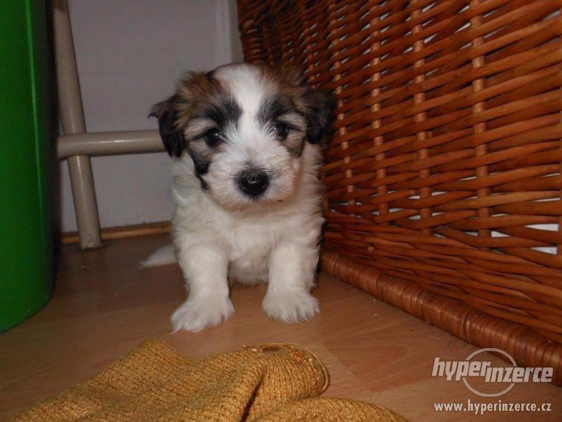 Coton de Tulear - foto 3