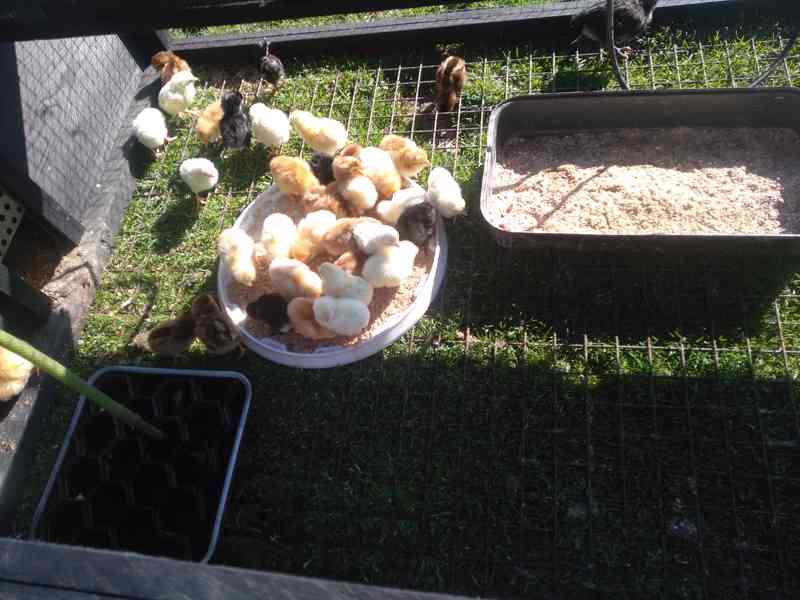 Kuřata z domácího chovu. - foto 3