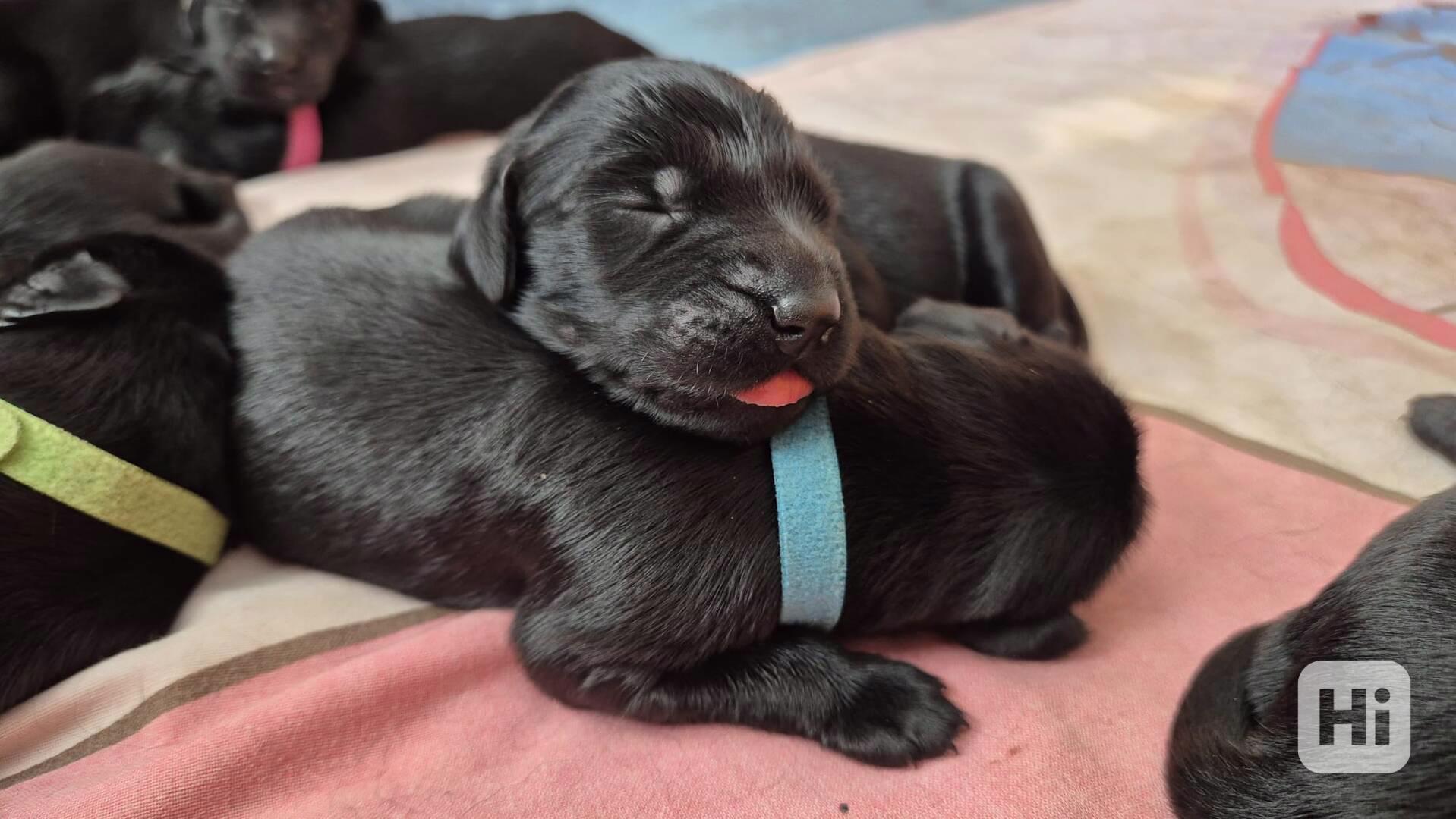 Flat coated retriever - štěňata s PP - foto 1