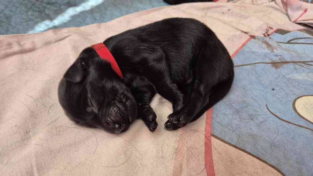 Flat coated retriever - štěňata s PP - foto 8