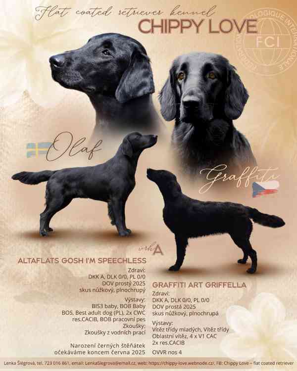Flat coated retriever - štěňata s PP - foto 2