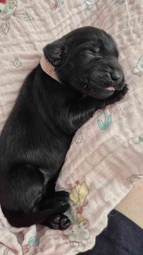Flat coated retriever - štěňata s PP - foto 4