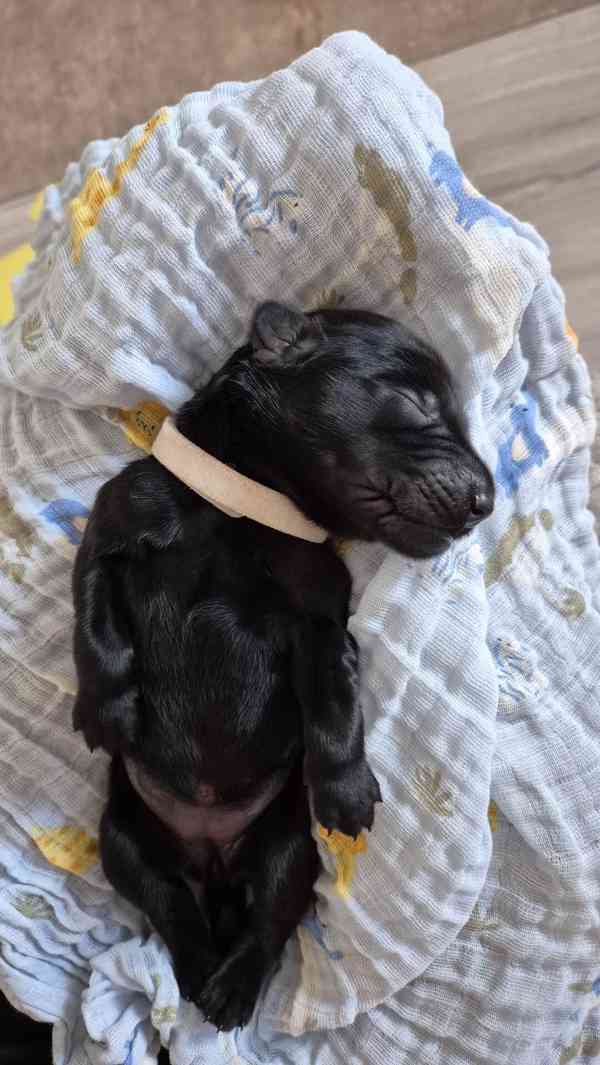 Flat coated retriever - štěňata s PP - foto 9