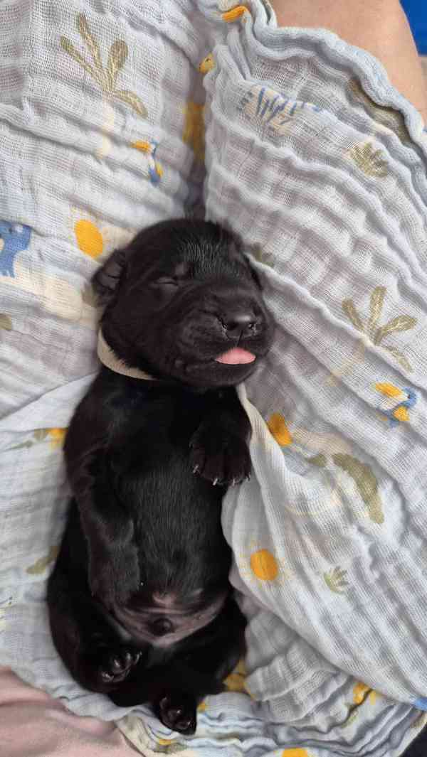 Flat coated retriever - štěňata s PP - foto 7