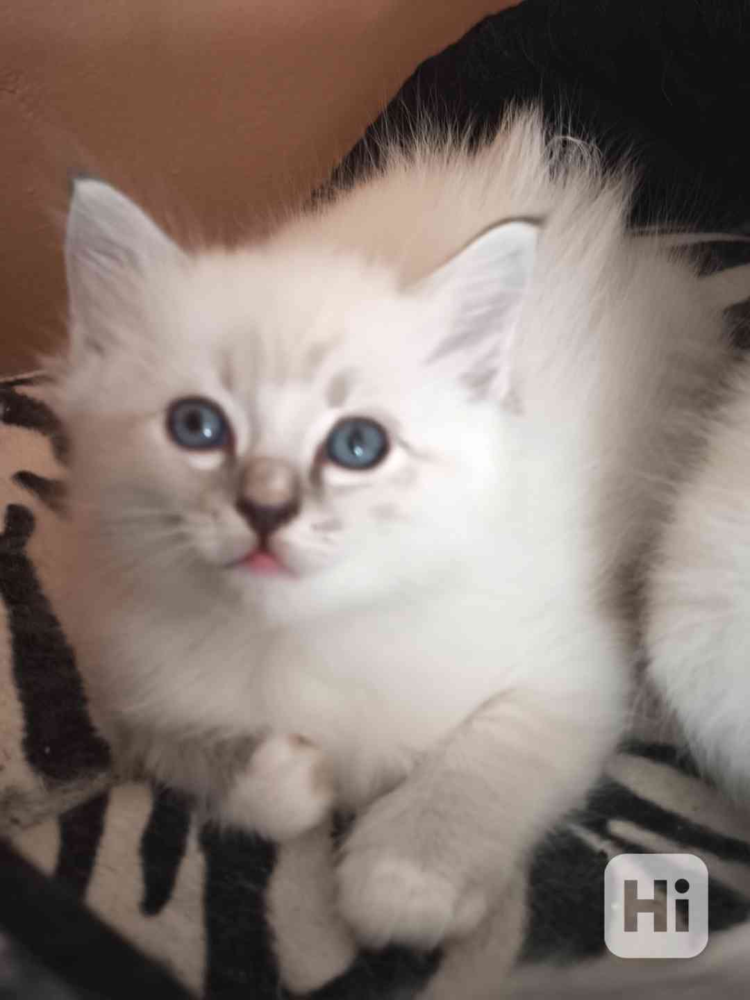 Ragdoll kocourek bez PP  - foto 1