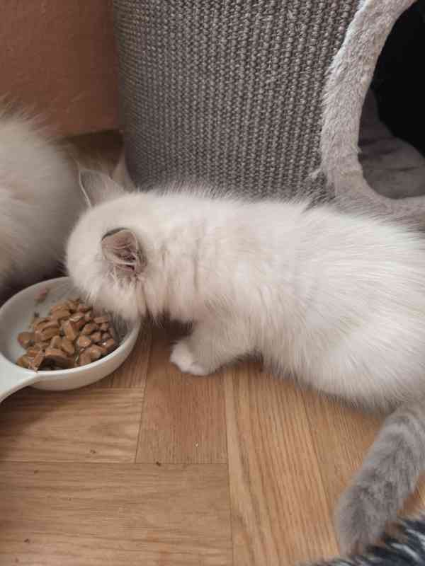 Ragdoll kocourek bez PP  - foto 4