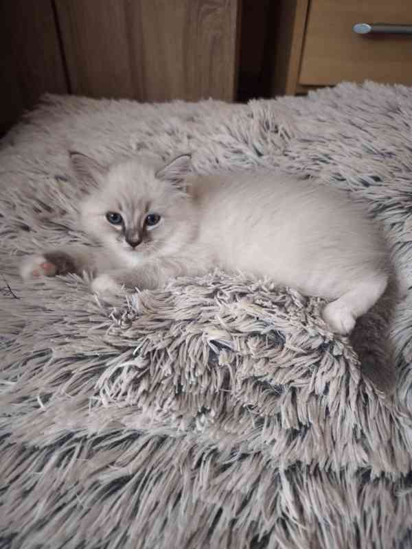 Ragdoll kocourek bez PP  - foto 6