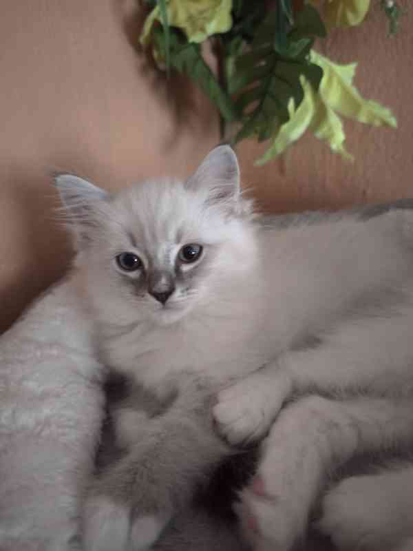 Ragdoll kocourek bez PP  - foto 3