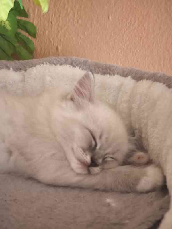 Ragdoll kocourek bez PP  - foto 5