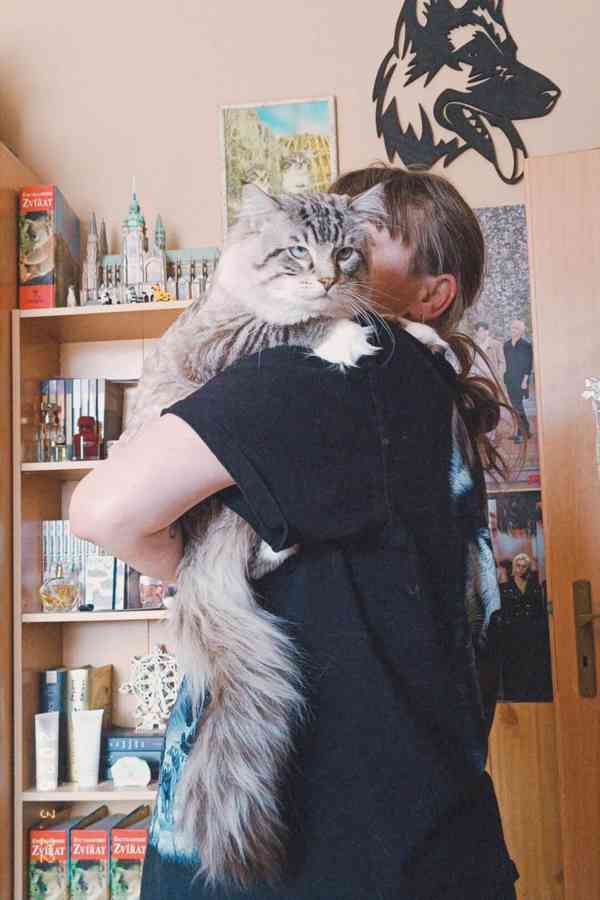 Ragdoll kocourek bez PP  - foto 11