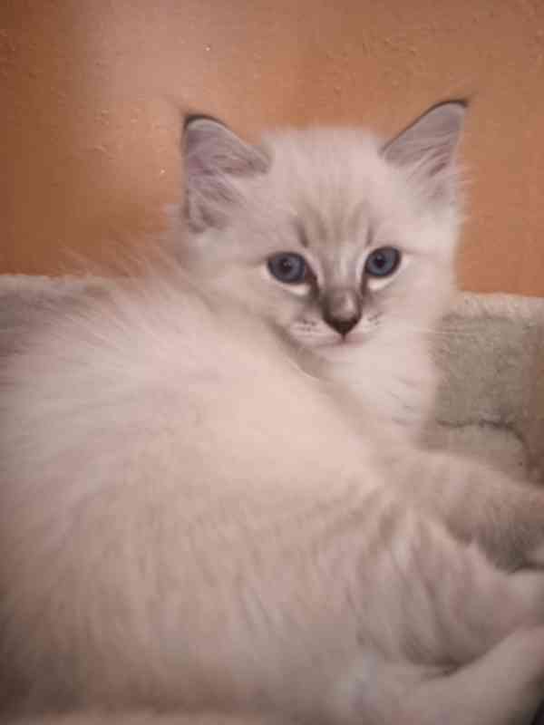 Ragdoll kocourek bez PP  - foto 2