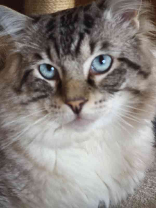 Ragdoll kocourek bez PP  - foto 10