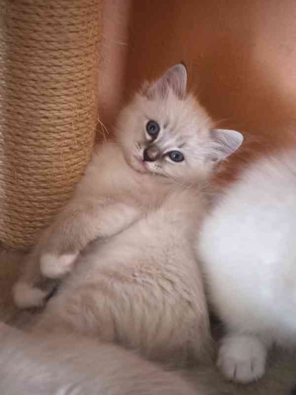 Ragdoll kocourek bez PP  - foto 7
