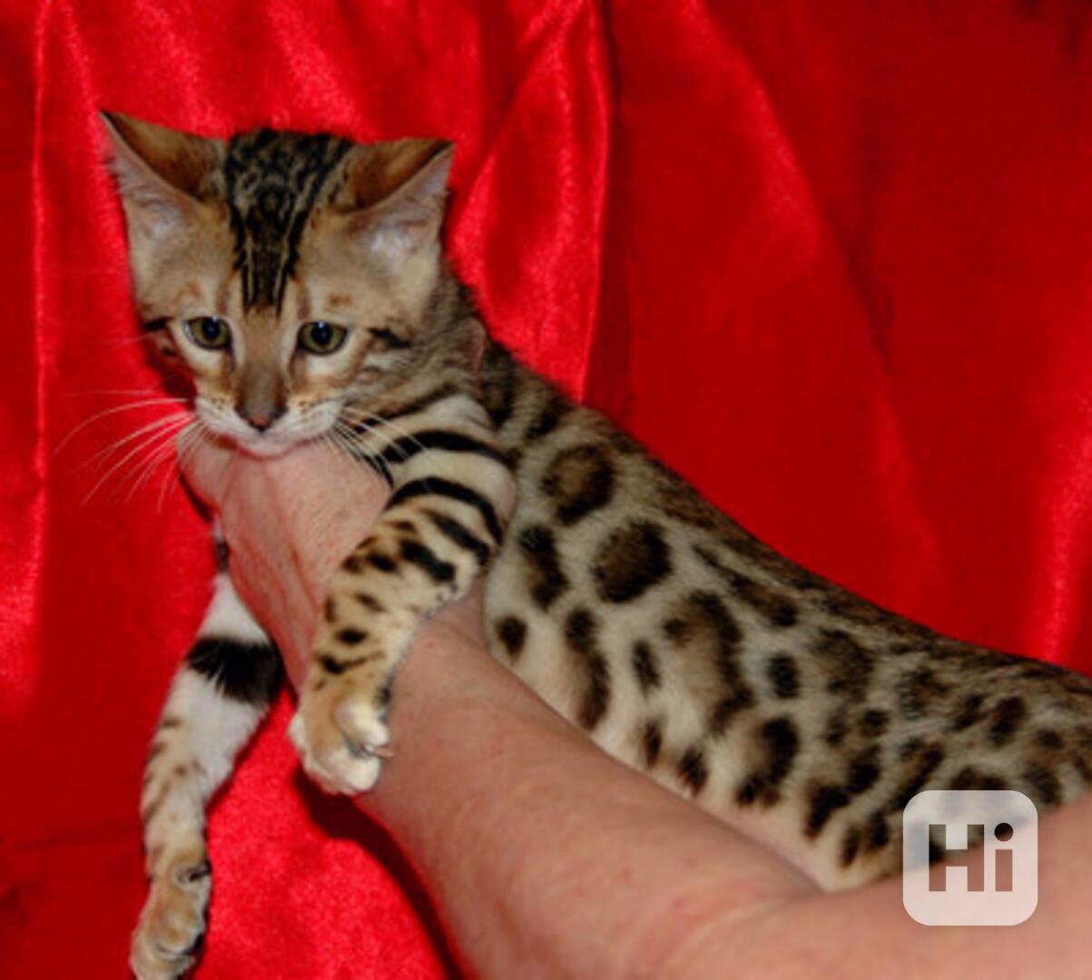 Bengálská koťátka k dispozici - foto 1