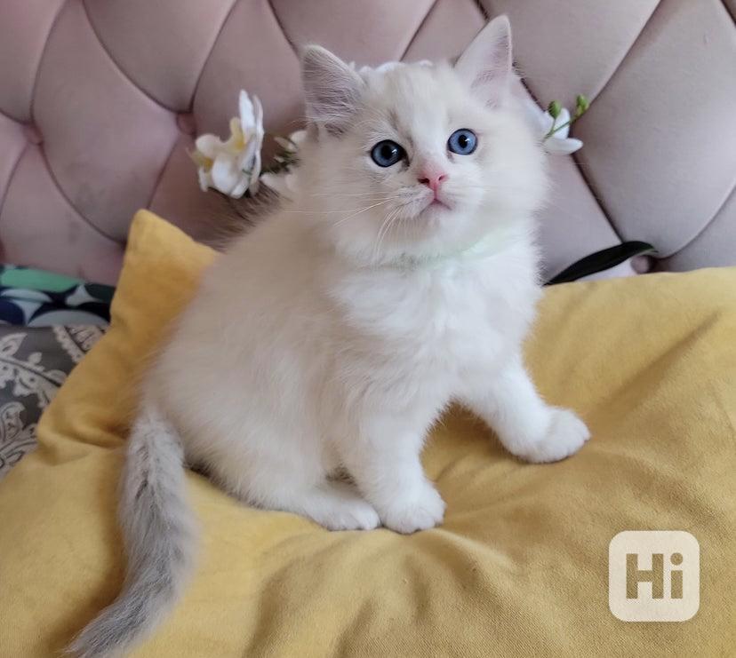 Koťátka plemene Ragdoll s rodokmenem připravená na nový domo - foto 1