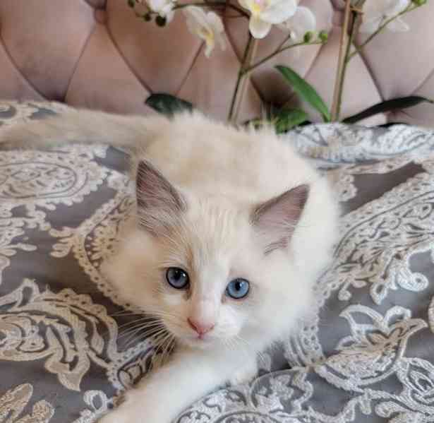 Koťátka plemene Ragdoll s rodokmenem připravená na nový domo - foto 4