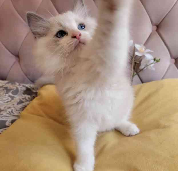 Koťátka plemene Ragdoll s rodokmenem připravená na nový domo - foto 10