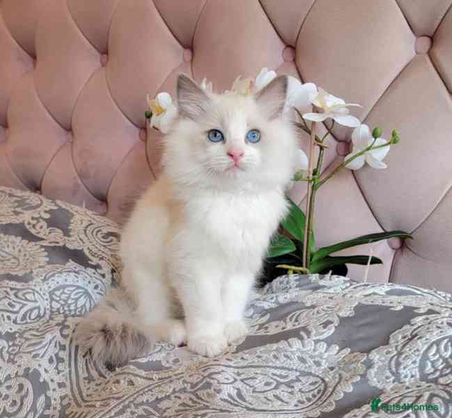 Koťátka plemene Ragdoll s rodokmenem připravená na nový domo - foto 9